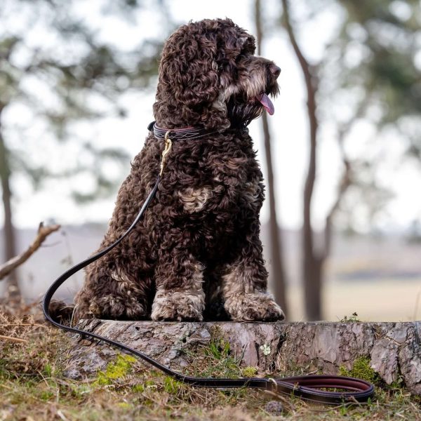 LeMieux Dog Leash Windsor Padded Marron Hunter Online