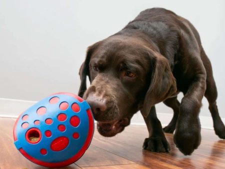 KONG Jouets pour Chien Rewards Wally Online now